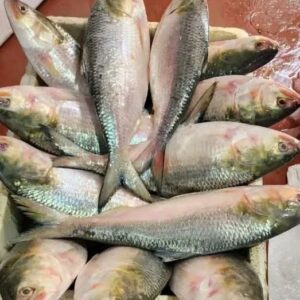 ১০ পিস মাছে ৫ কেজি =১৫০০ টাকা।