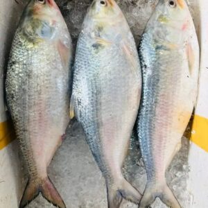 ৬ পিস মাছে ৫ কেজি= ২০০০ টাকা।