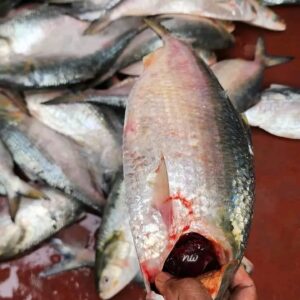 ৫ পিস মাছে ৫ কেজি= ২৫০০ টাকা।