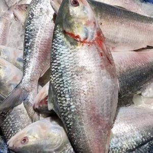 ১২ পিস ৬ কেজি → ৳ ১৭০০