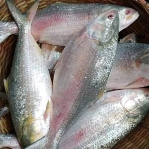 ৩ পিস ৬ কেজি → ৳ ৪০০০