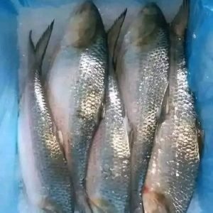 ৮ পিস ৬ কেজি → ৳ ২২০০