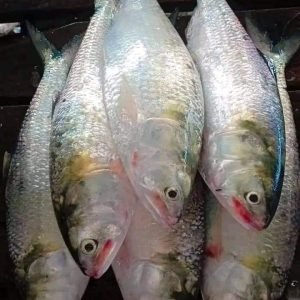 ৭ পিস ৬ কেজি → ৳ ২৭০০