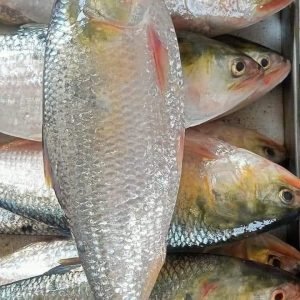 ৪ পিস ৮ কেজি → ৳ ৬০০০